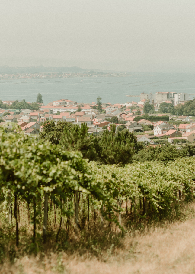 Nuestra bodega Nuestra bodega