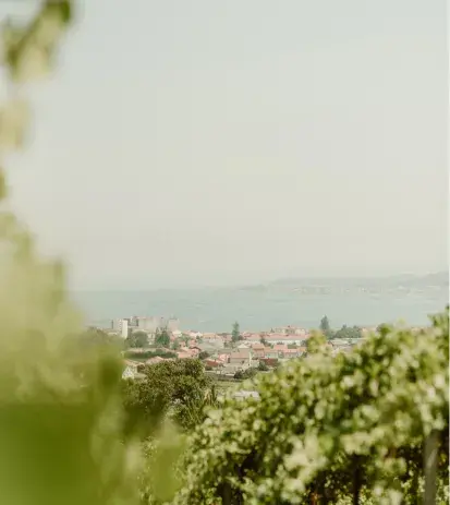 Estamos en la cuna del Albariño: en el Val do Salnés